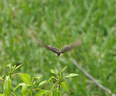 [Against the blurred background of grass the butterfly's body and inner wings are in focus as the outer wings blur with motion. The butterfly appears to be about to land on a bush in focus in the foreground.]